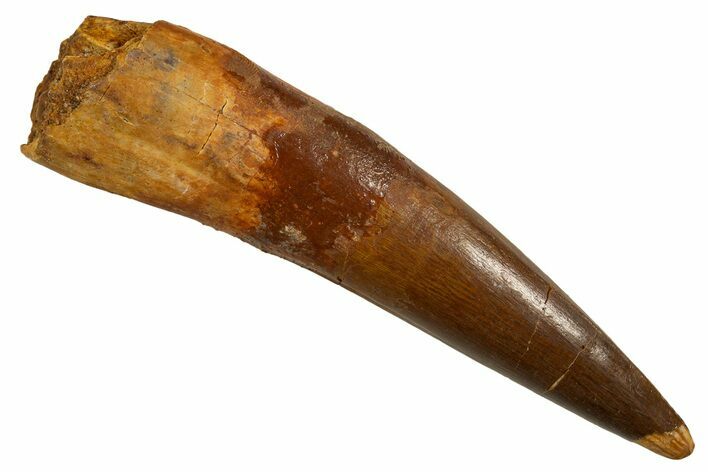 Real Fossil Spinosaurus Tooth - Large Dinosaur Tooth #328060